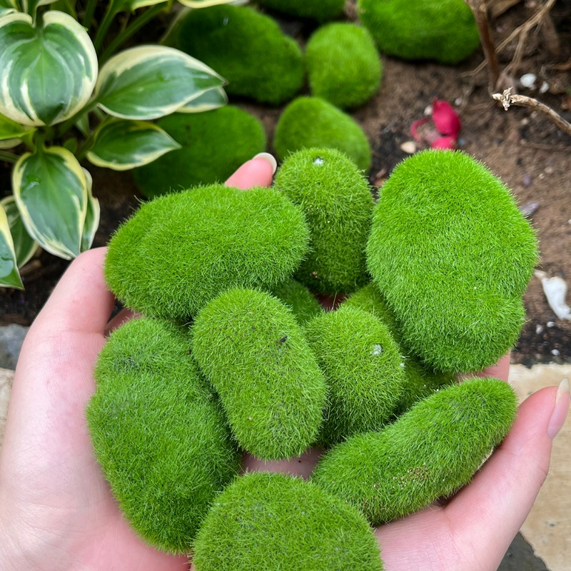 50/5PCS Artificial Foam Moss R - огляд і ціна Terrarium Moss Art